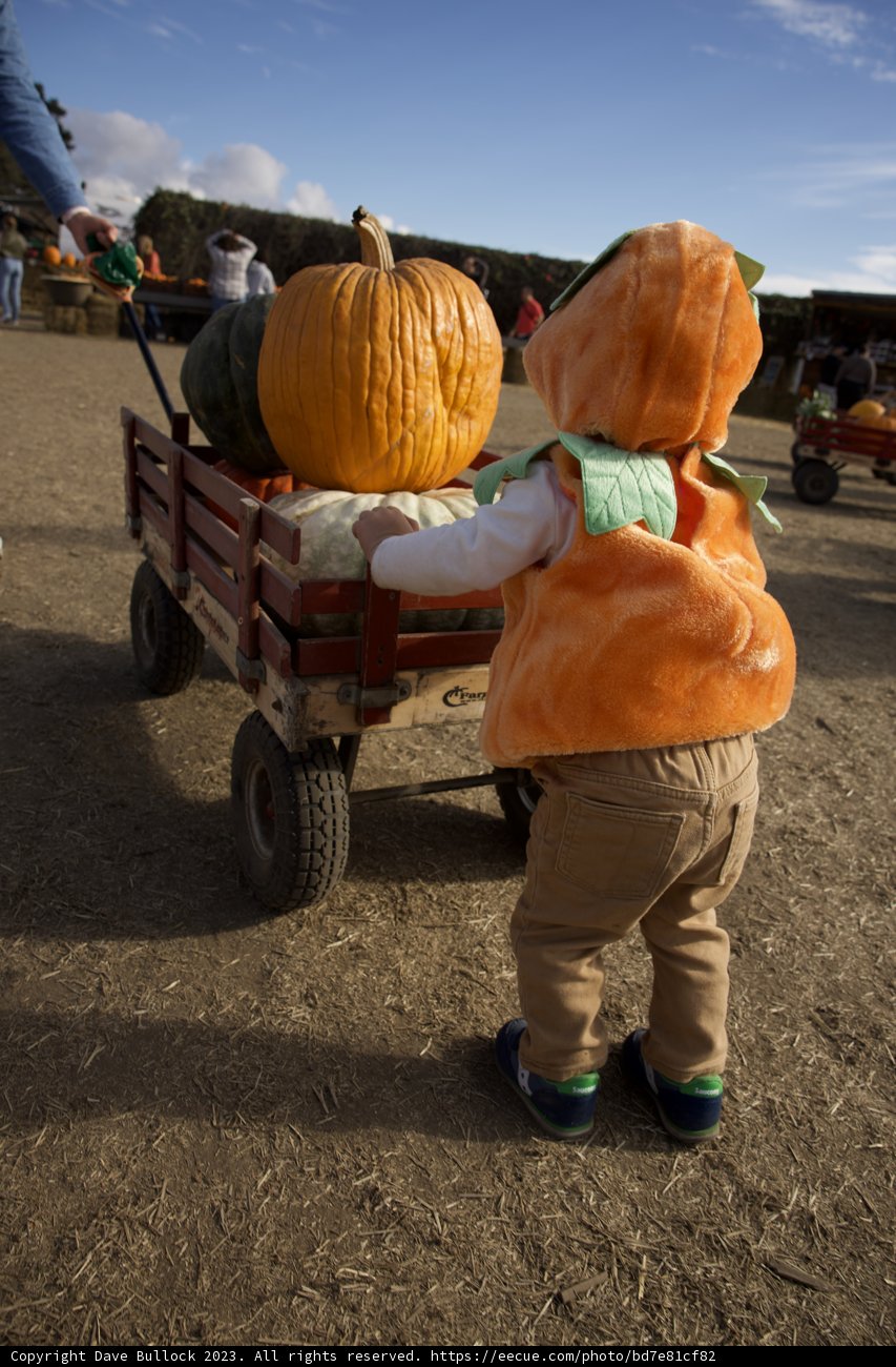 Harvest Joy at Halfmoon Bay
