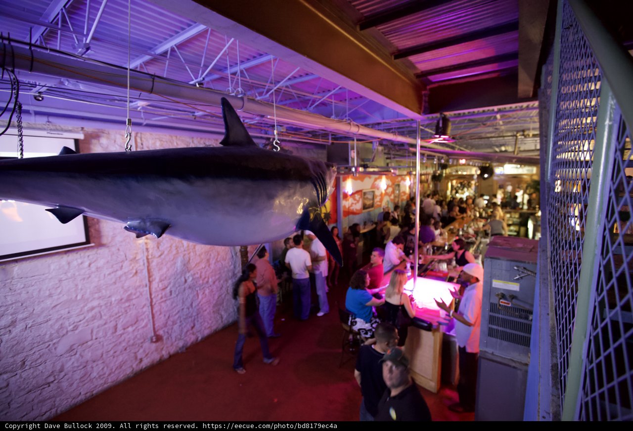 Suspended Shark