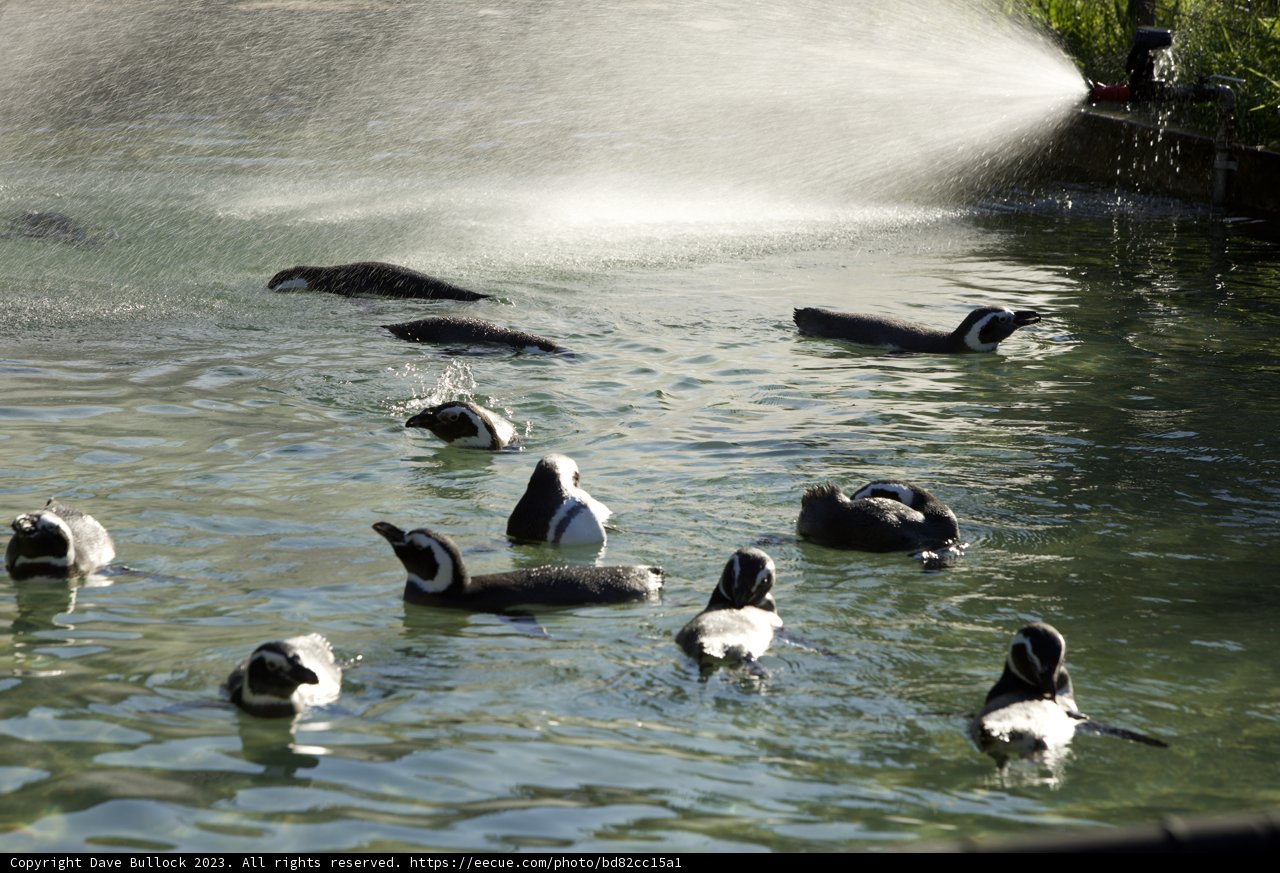 Chilly Delight - Natural Ballet at the SF Zoo