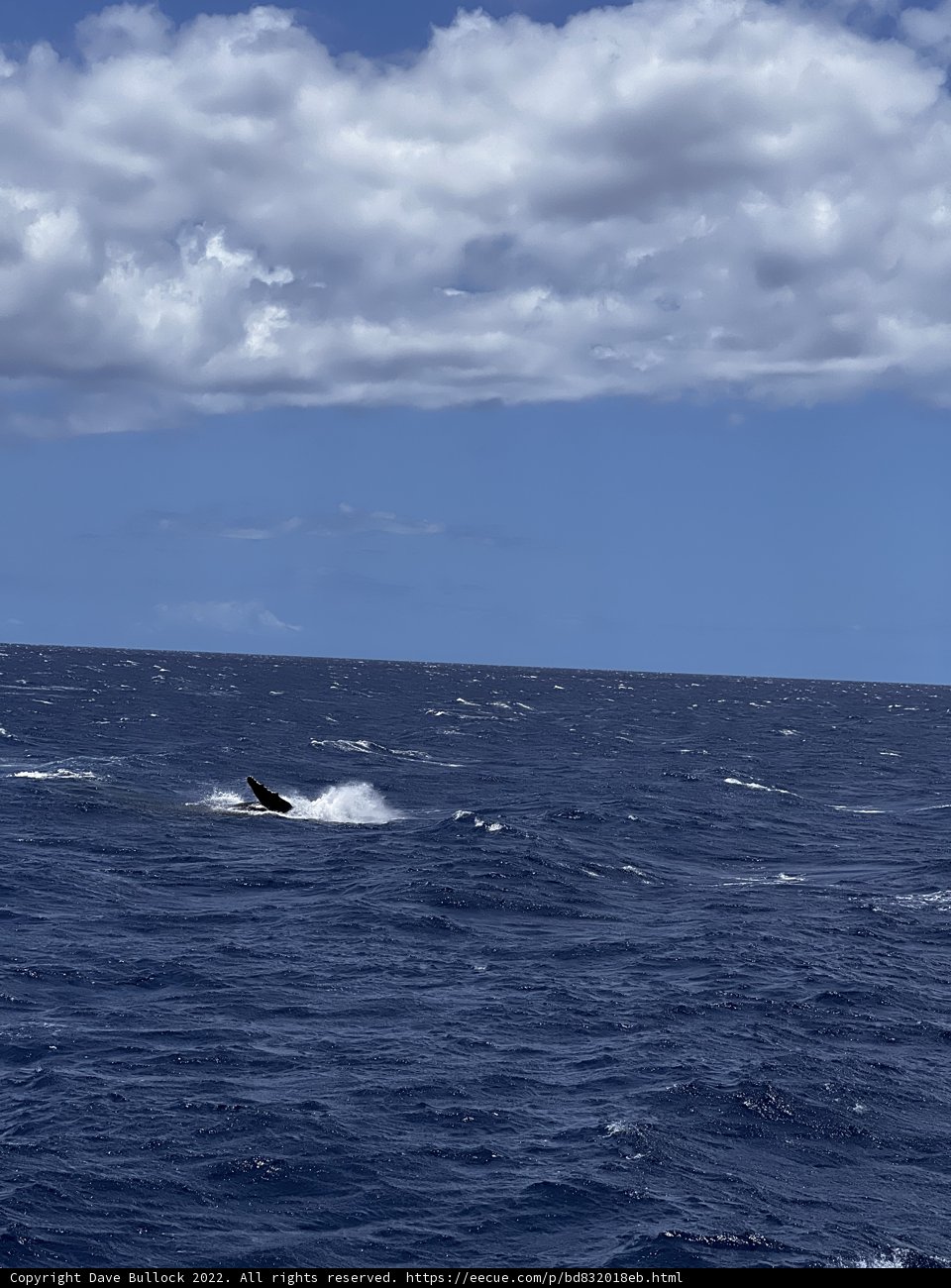 Majestic Humpback Whale Breaching in the North Pacific Ocean