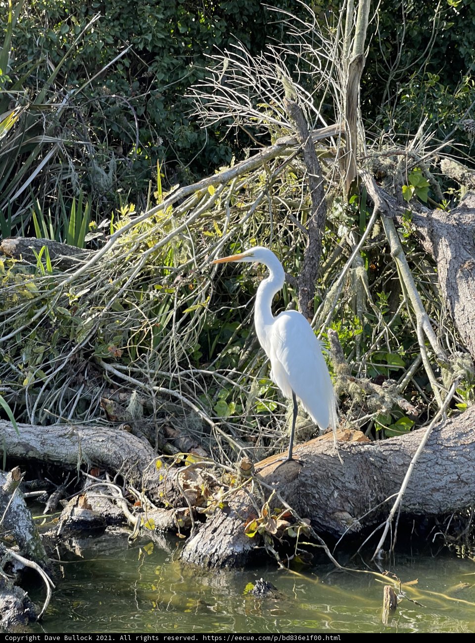Stately Heron at Stow Lake