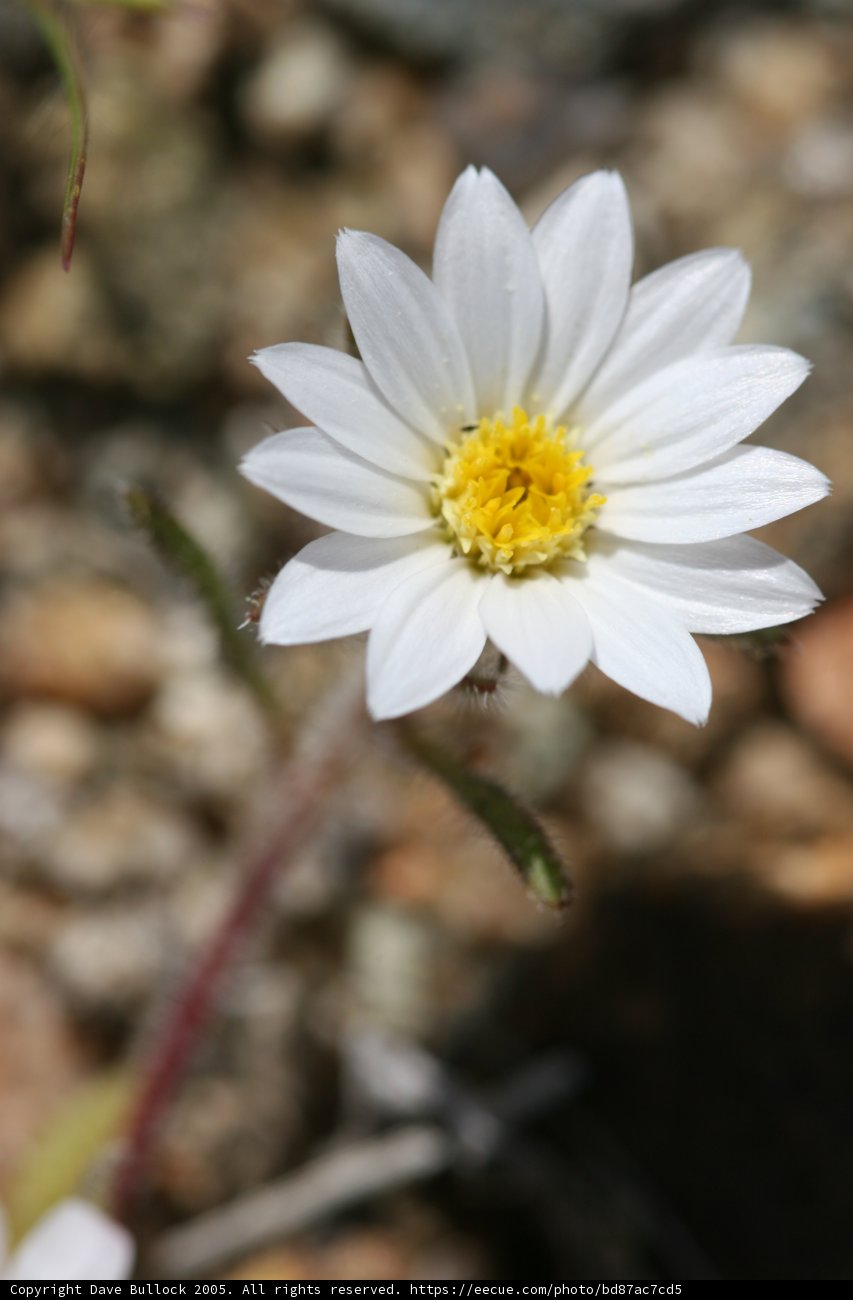 Solitary Daisy