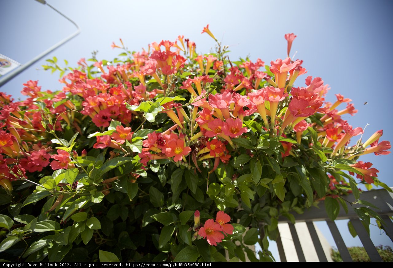 Stunning Red Geraniums in Full Bloom Against a Clear Blue Sky