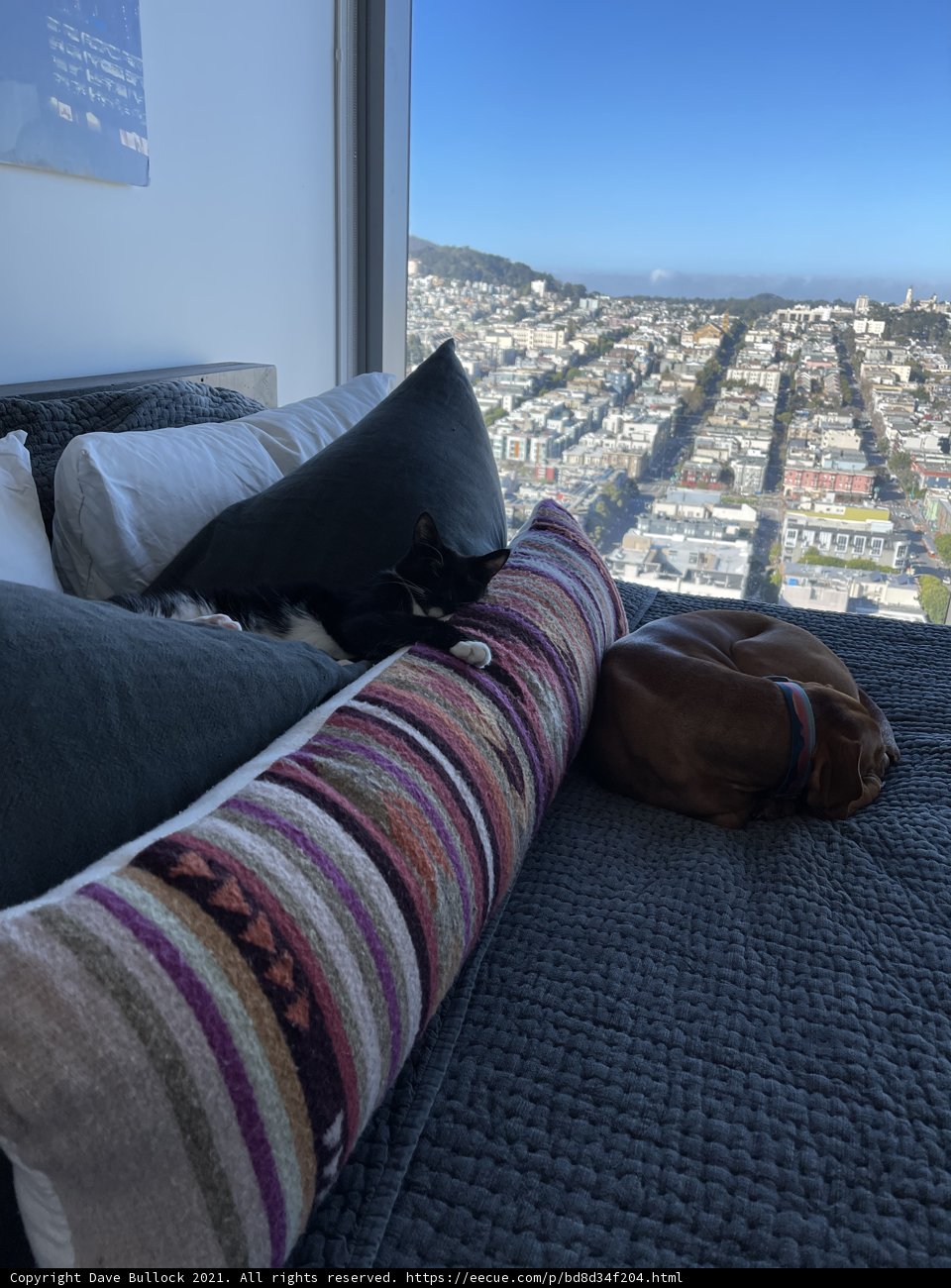 Furry Friends: A Cute Duo Taking a Cozy Nap