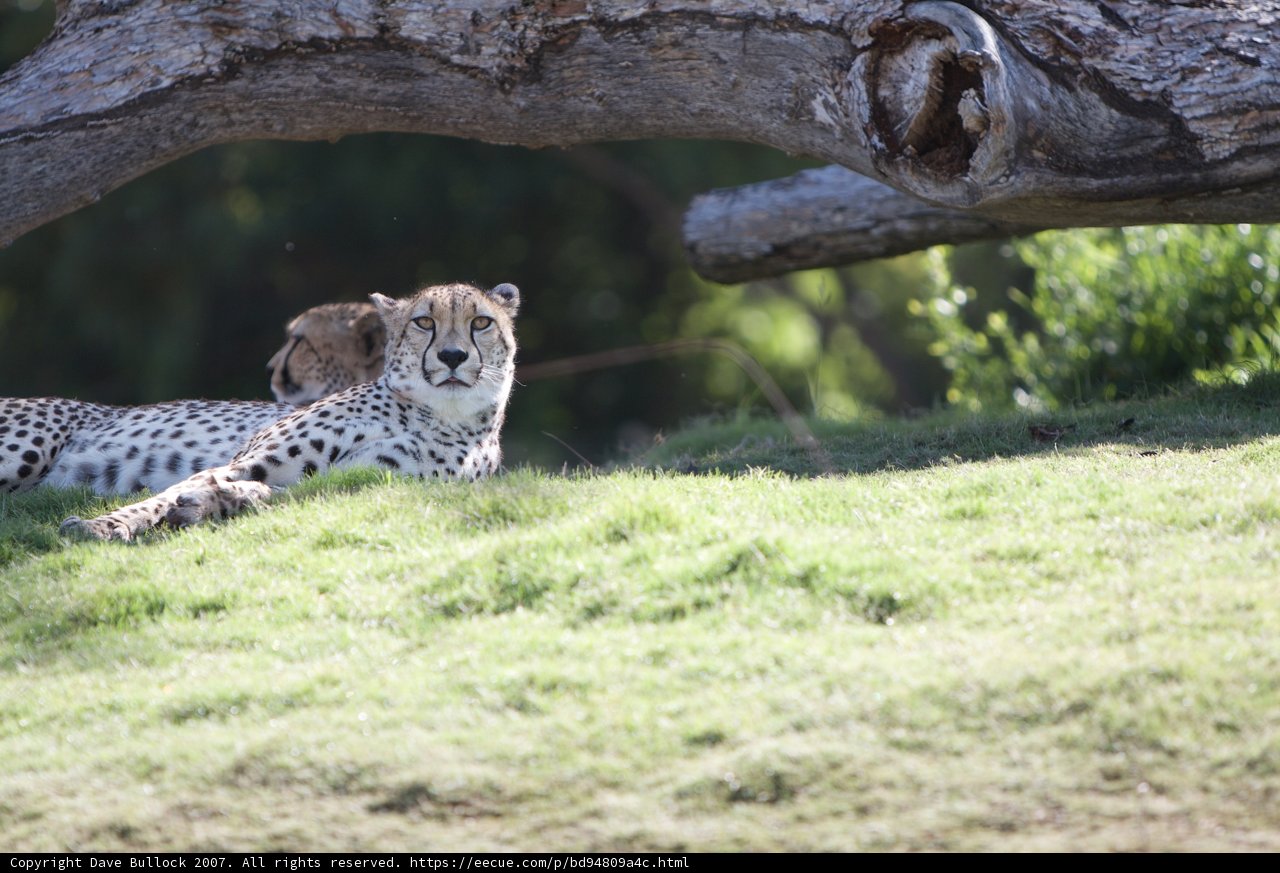 Resting Cheetahs