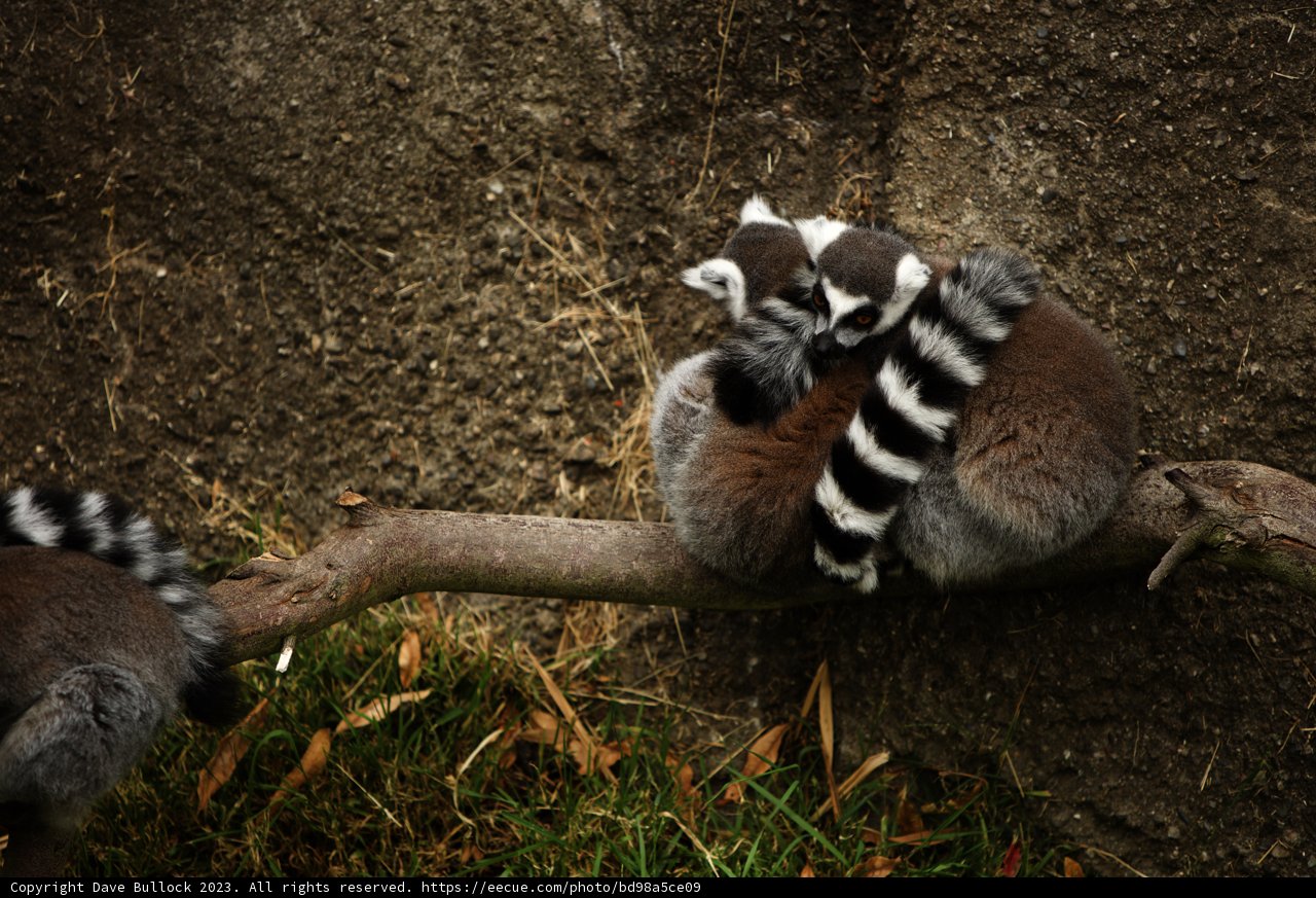 Lemur Love - A Snuggled Moment