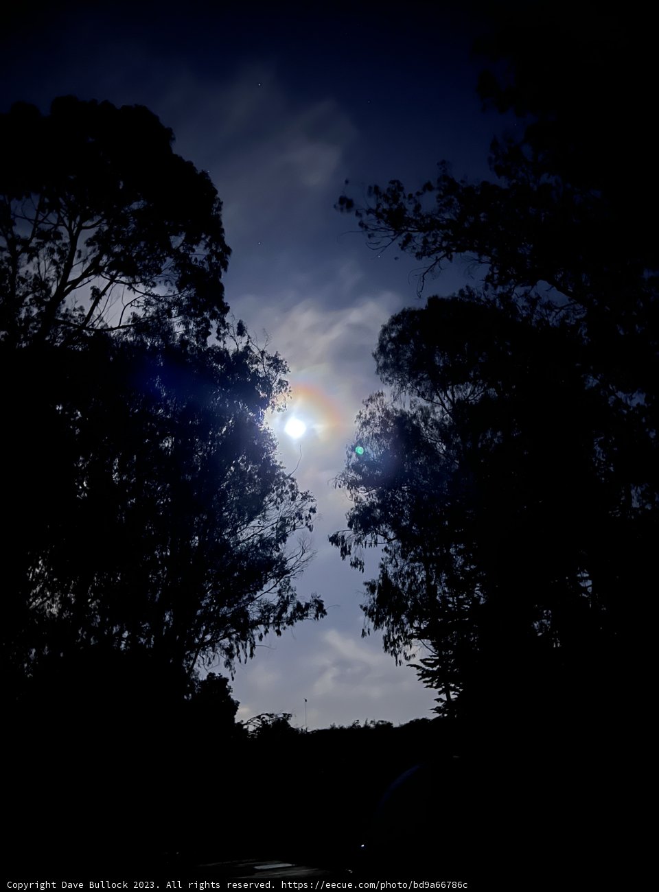 Sunset Silhouette in Presidio
