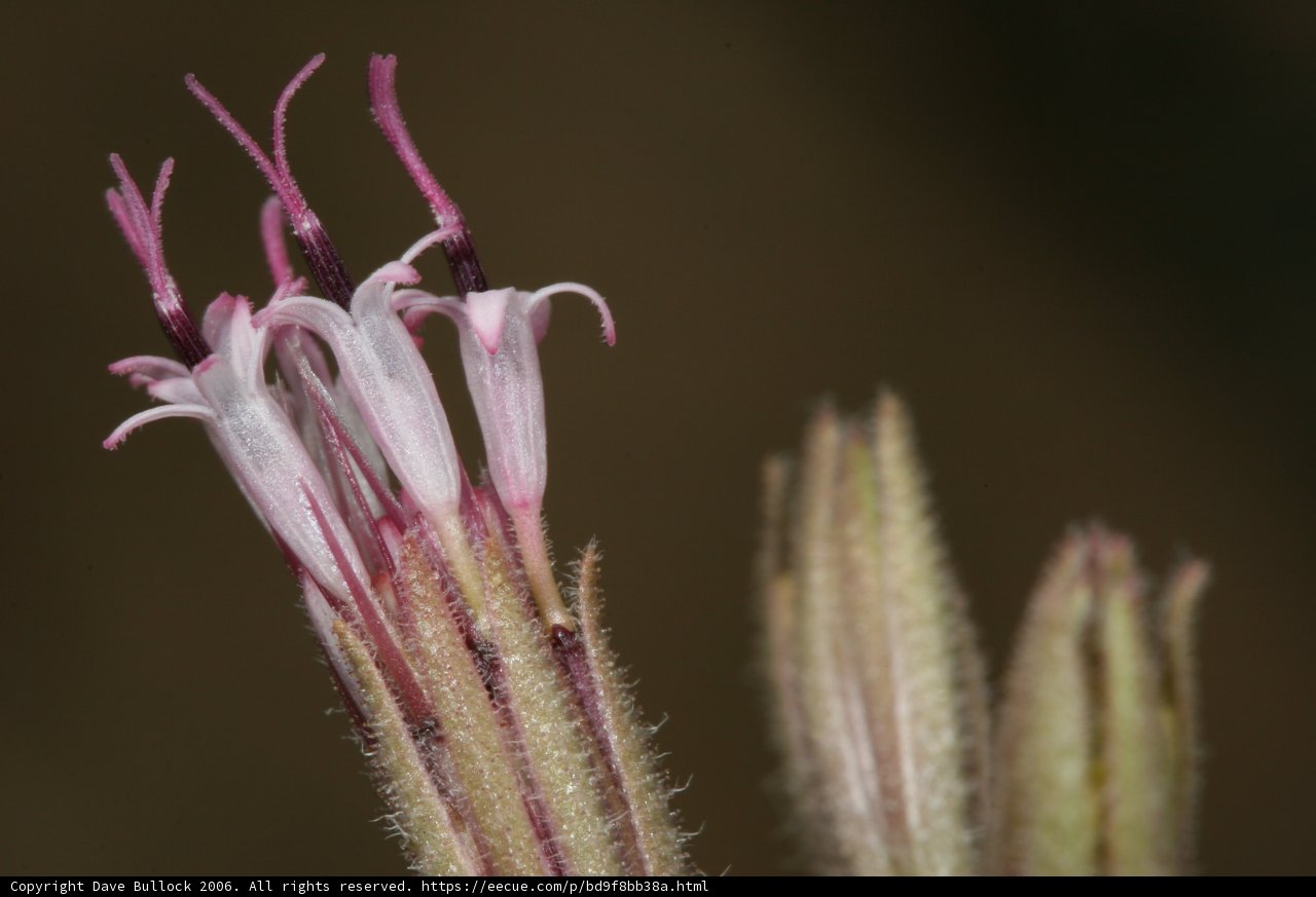 Delicate Acanthaceae Flower in the Desert