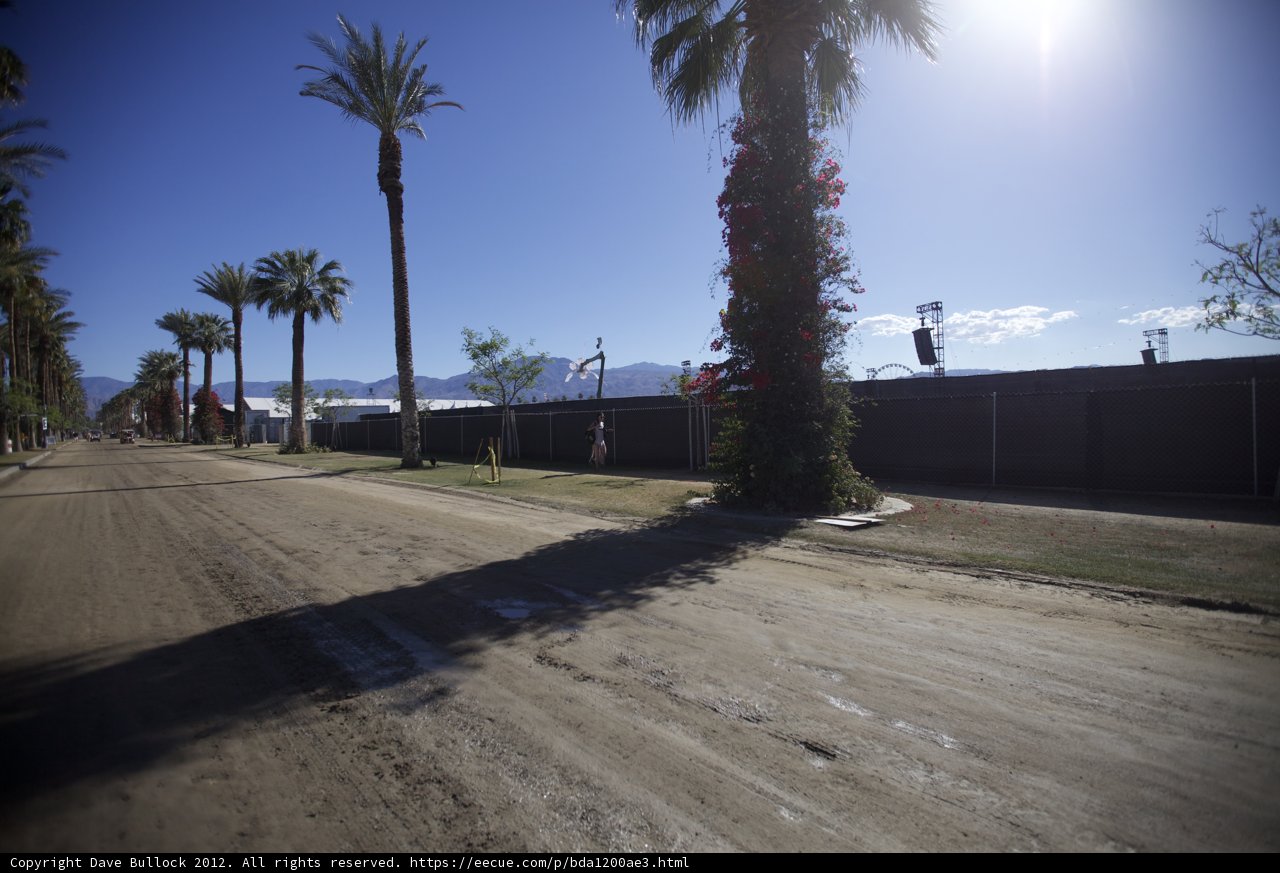 Summer Drive through the Palm Trees