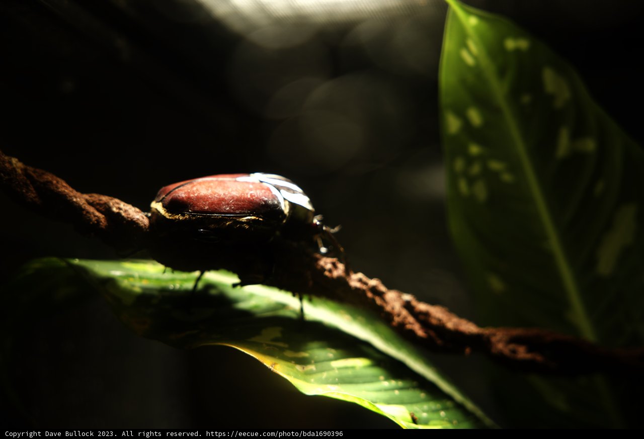 Enigmatic Beetle Encounter