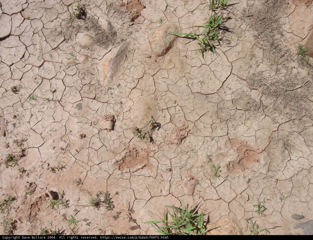 The Arid Terrain