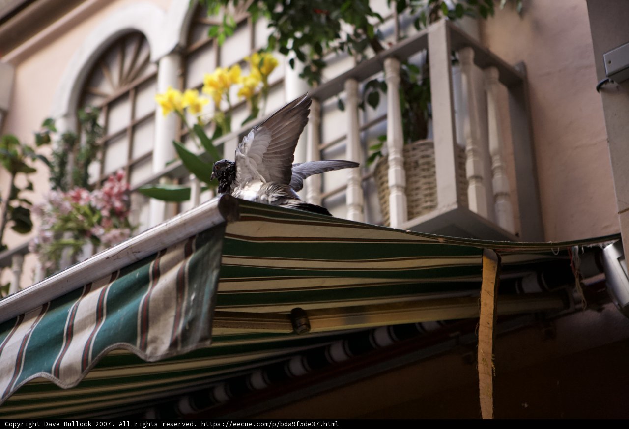 Balcony Pigeon