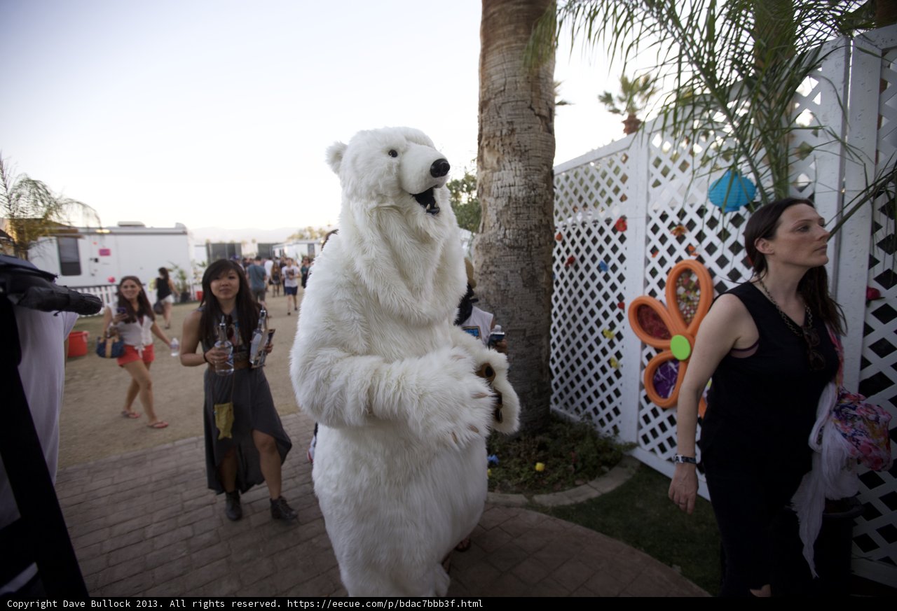 Bear Necessities