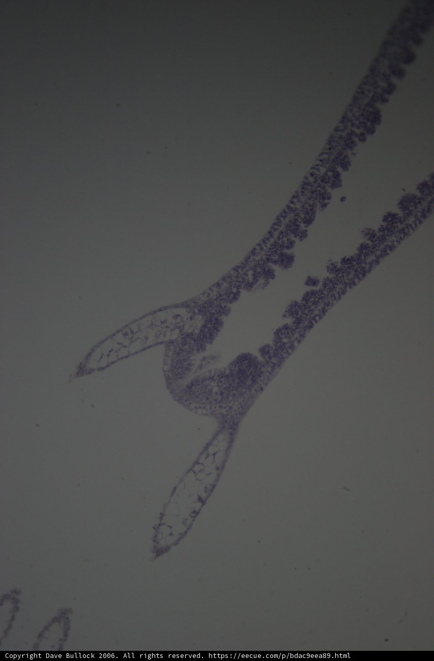 Tiny Purple Worm