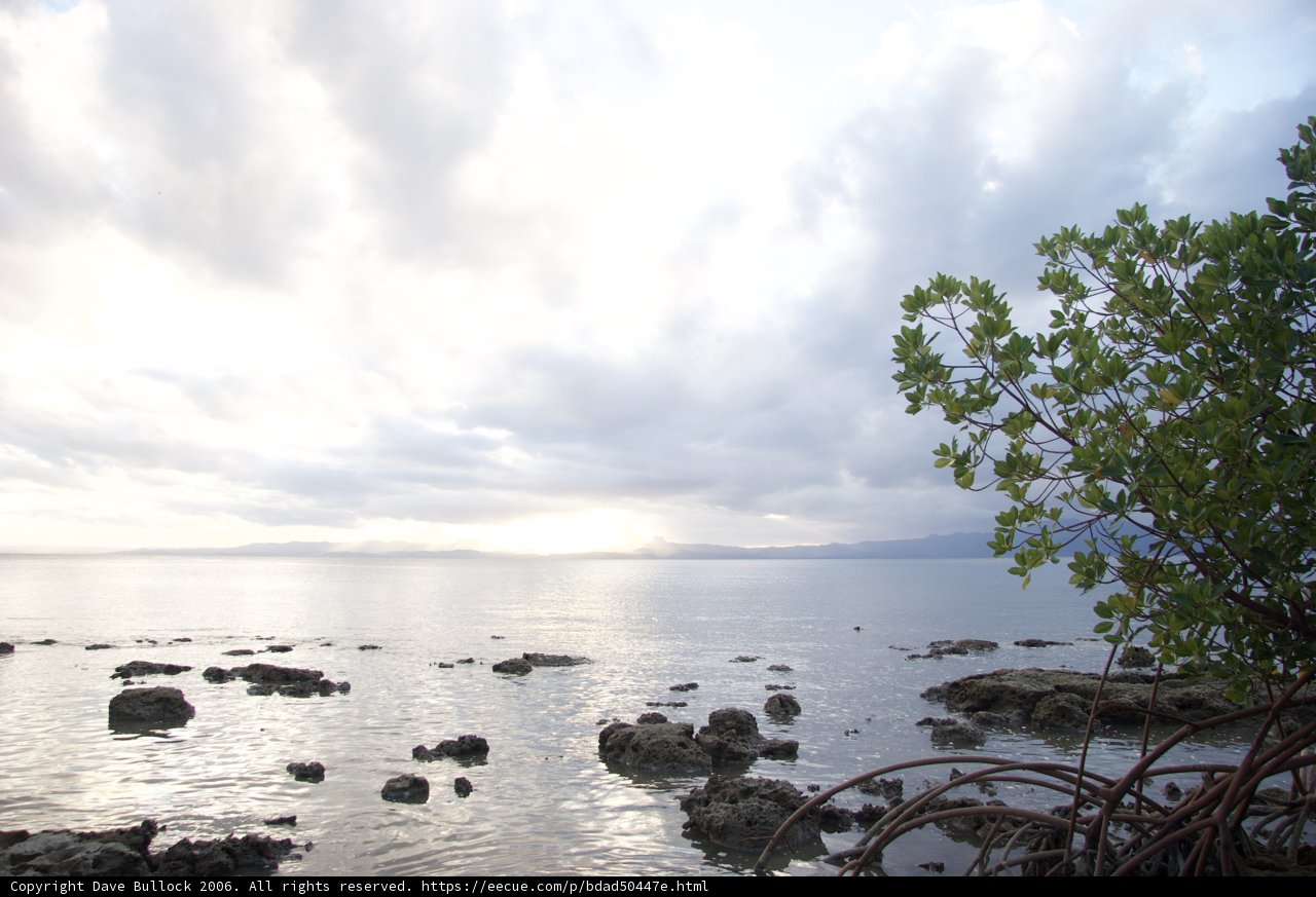 Solitary Tree on a Cloudy Shoreline