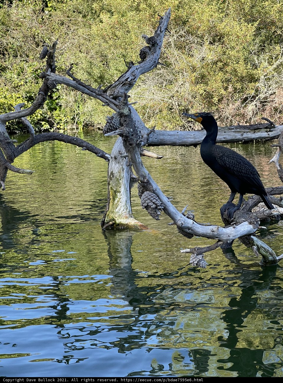 Cormorant at Stow Lake
