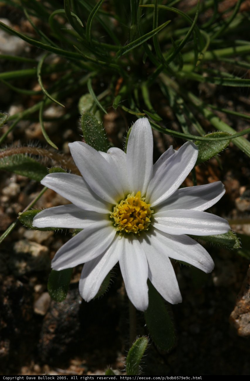 White Daisy Blossoms with Cheerful Yellow Center