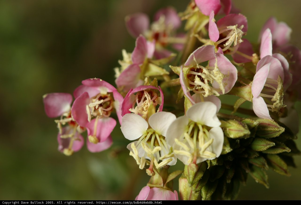 Delicate Flowers in Full Bloom