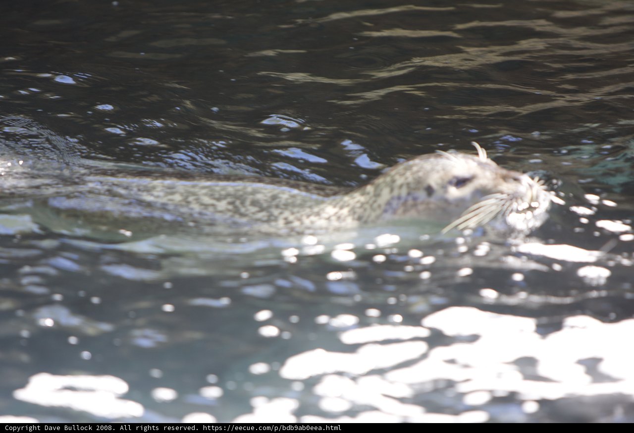 Graceful Seal