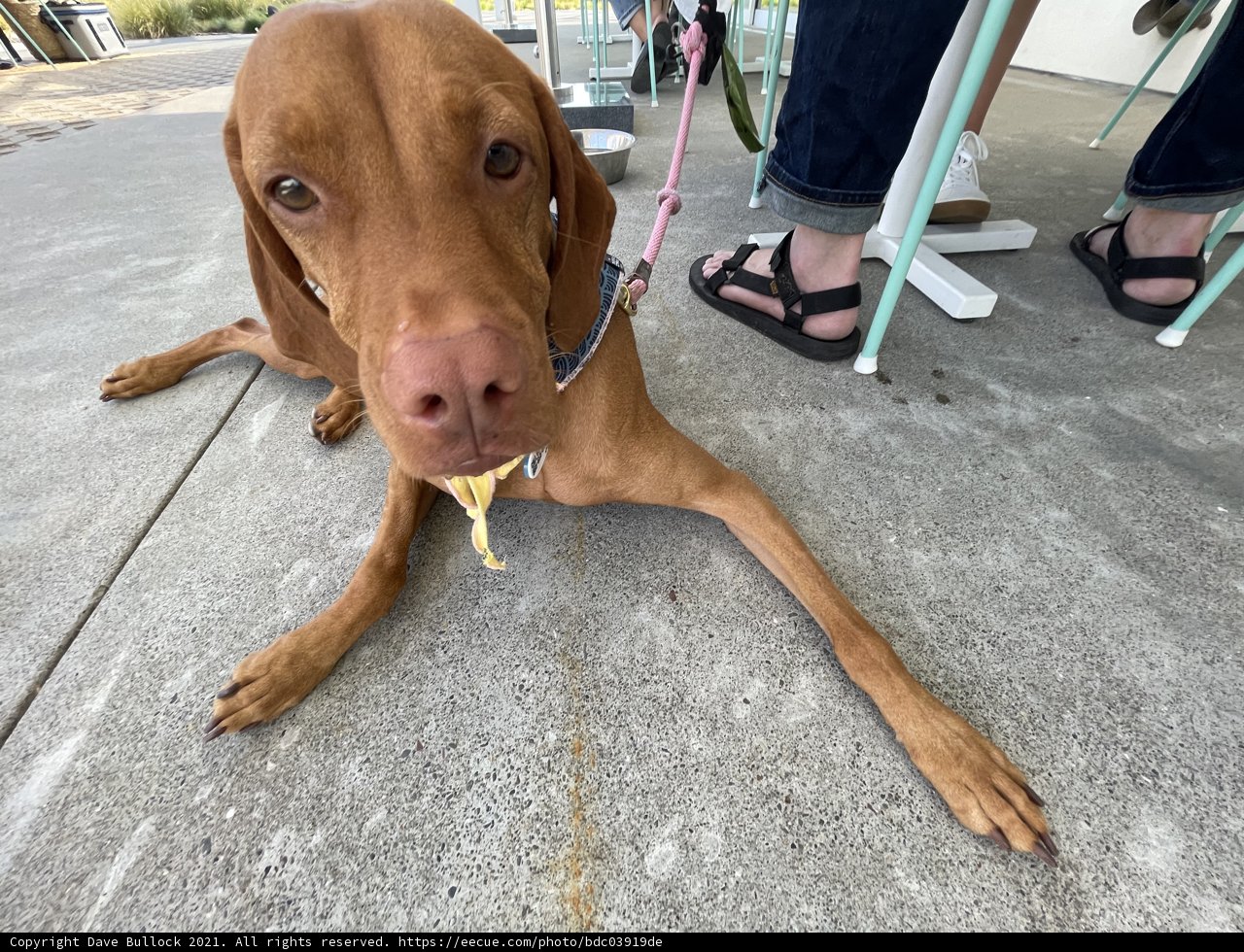 Sandal-Wearing Dog Gazes at the Sky