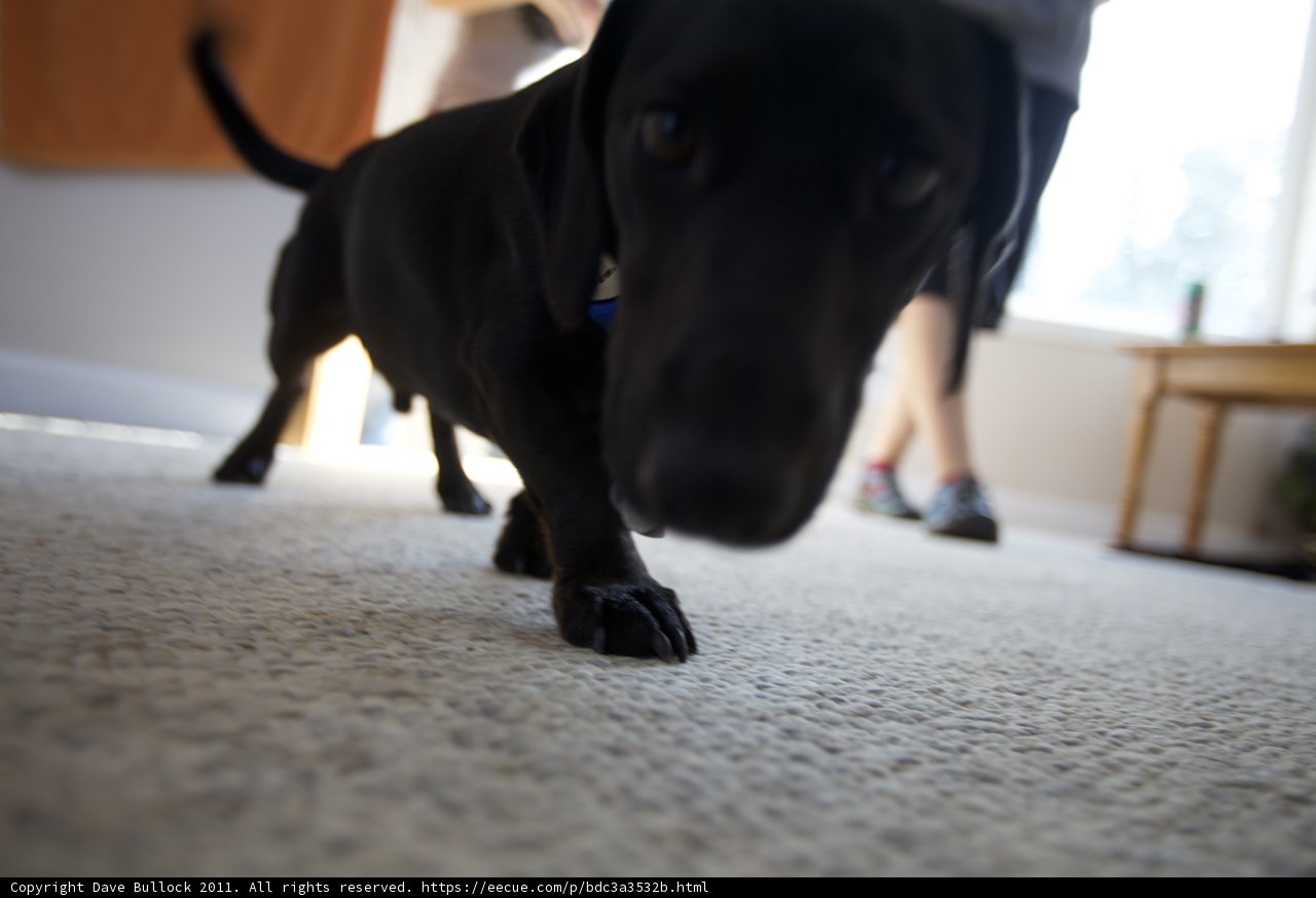 Four-Legged Guest at Wickstrom Wedding