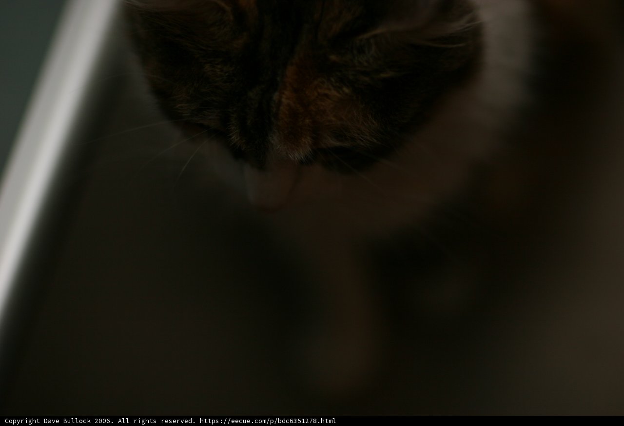 Curious Cat