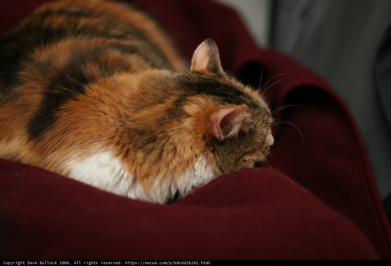Cozy Cat on a Plaid Blanket