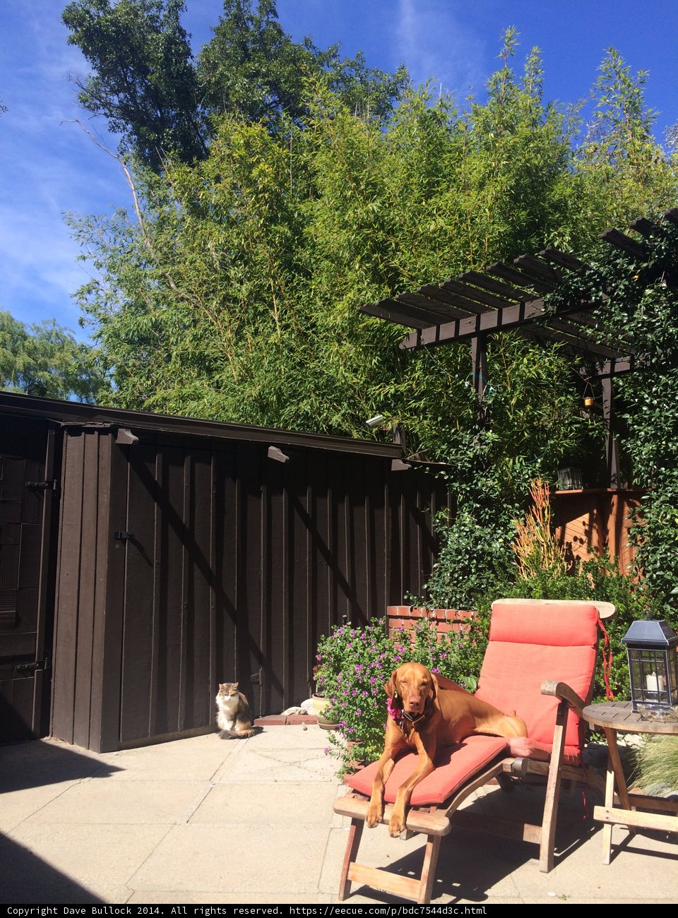Relaxing in the Backyard