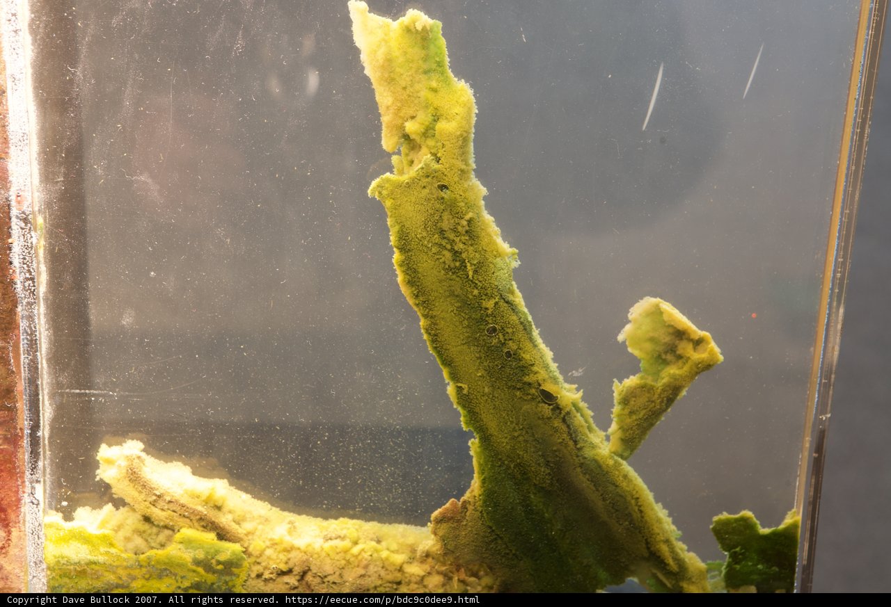 Underwater Garden