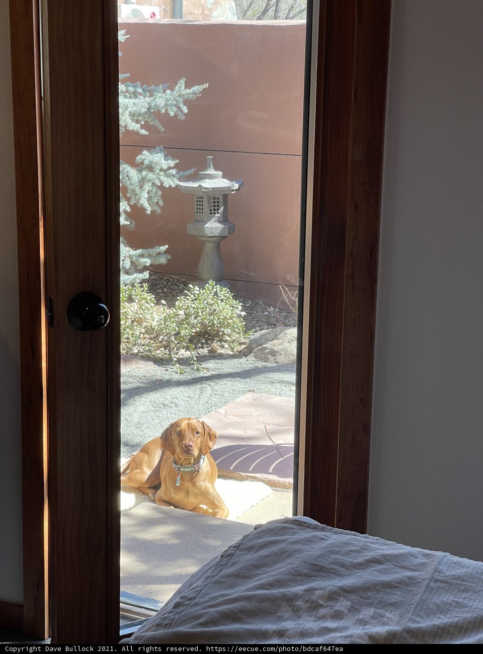 Canine Curiosity