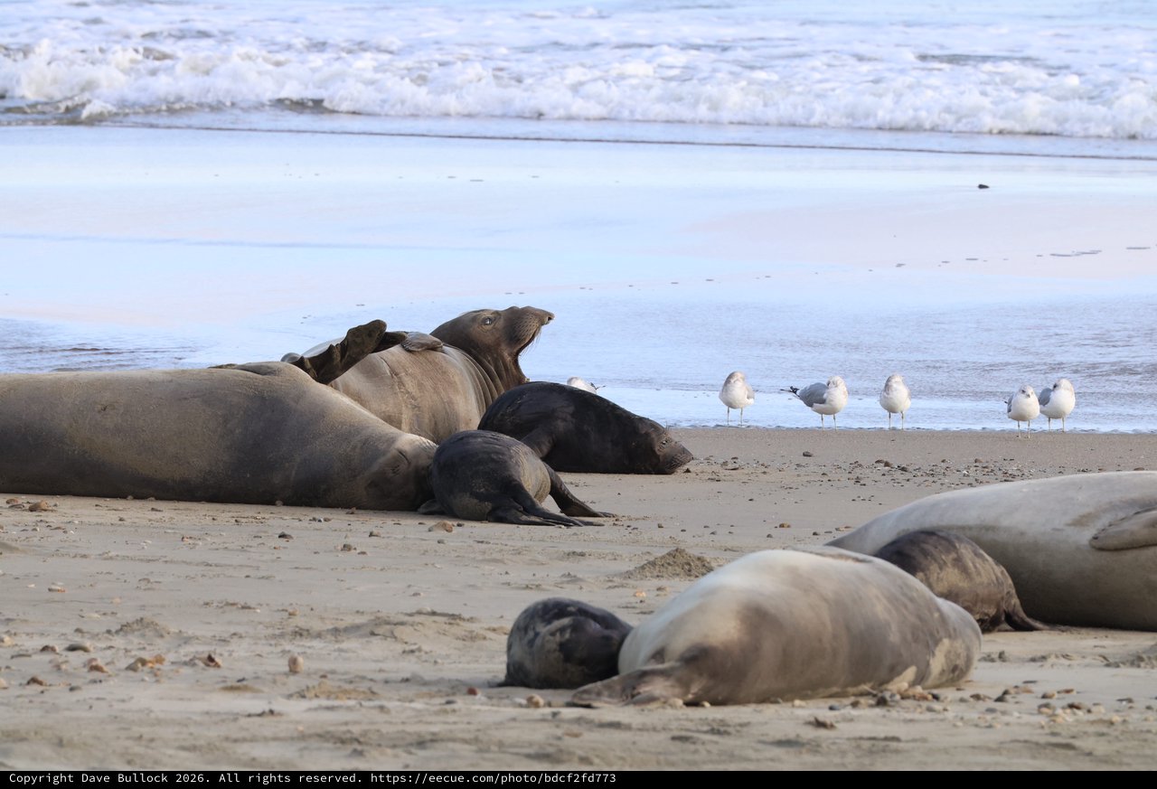 Elephant Seals Resting on Drakes Beach Shore