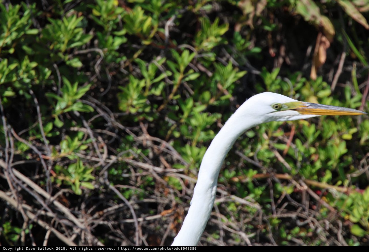 Great Egret Portrait in Wetland Vegetation