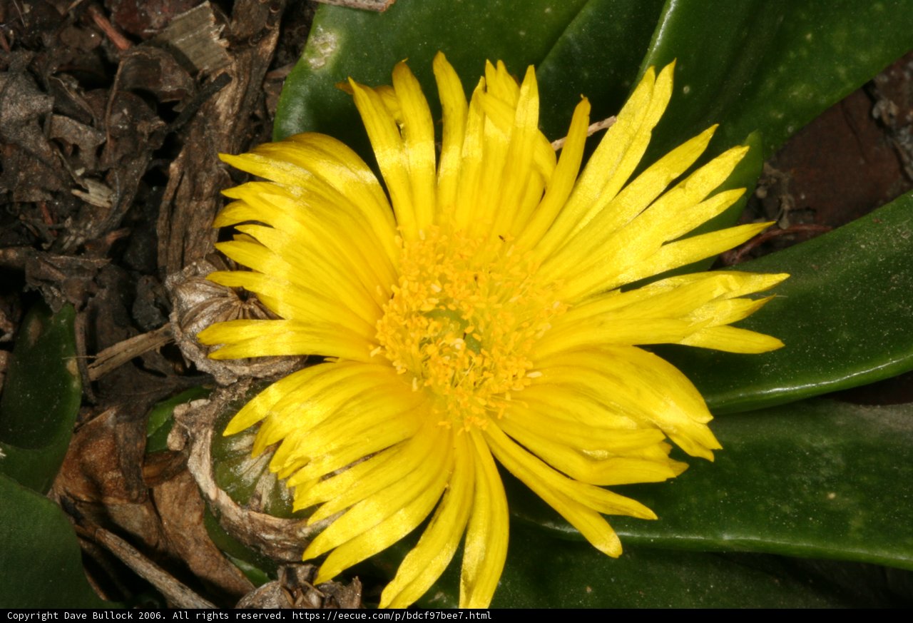 Yellow Daisy in Full Bloom