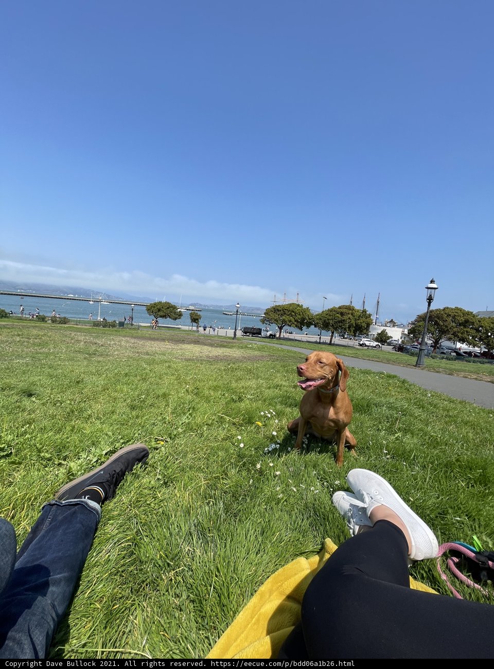 Man's Best Friend
