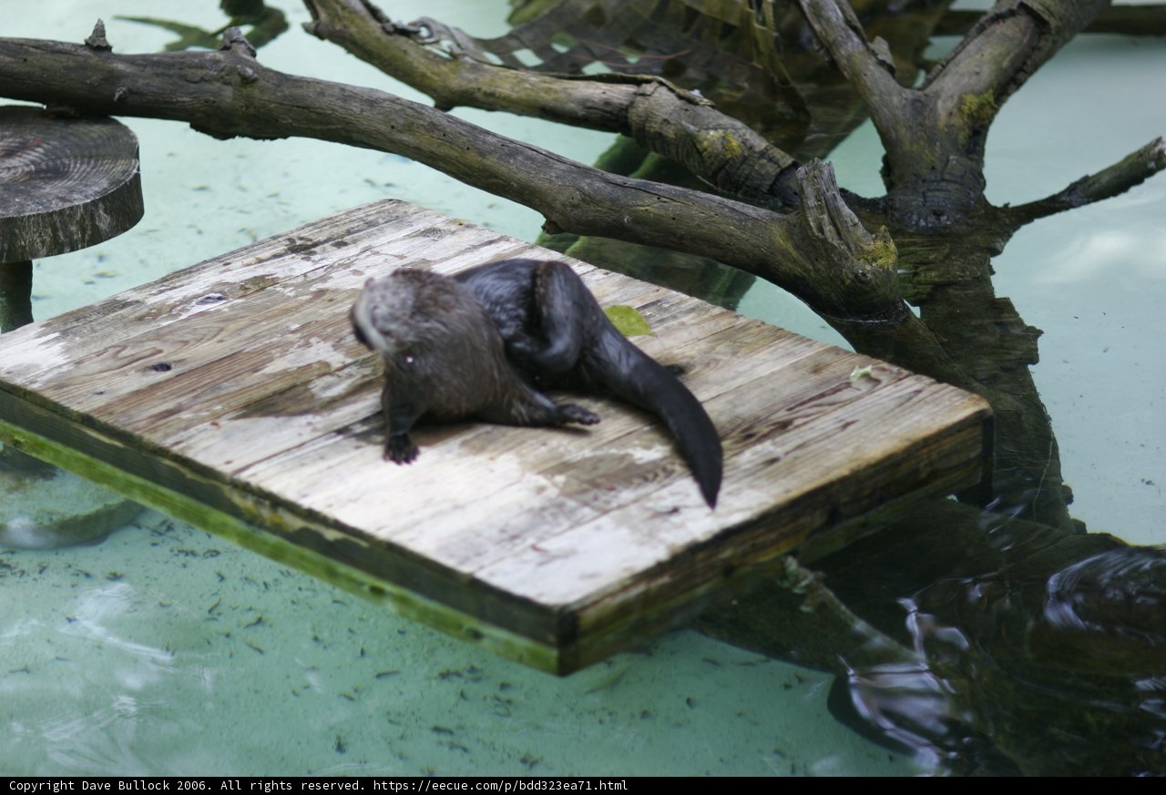 Otter at the Waterfront Aquarium