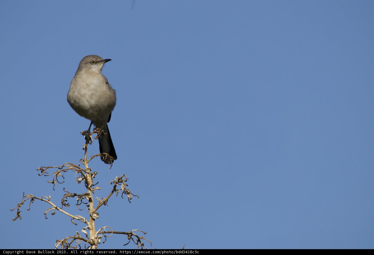 Serene Morning Perch, 2023