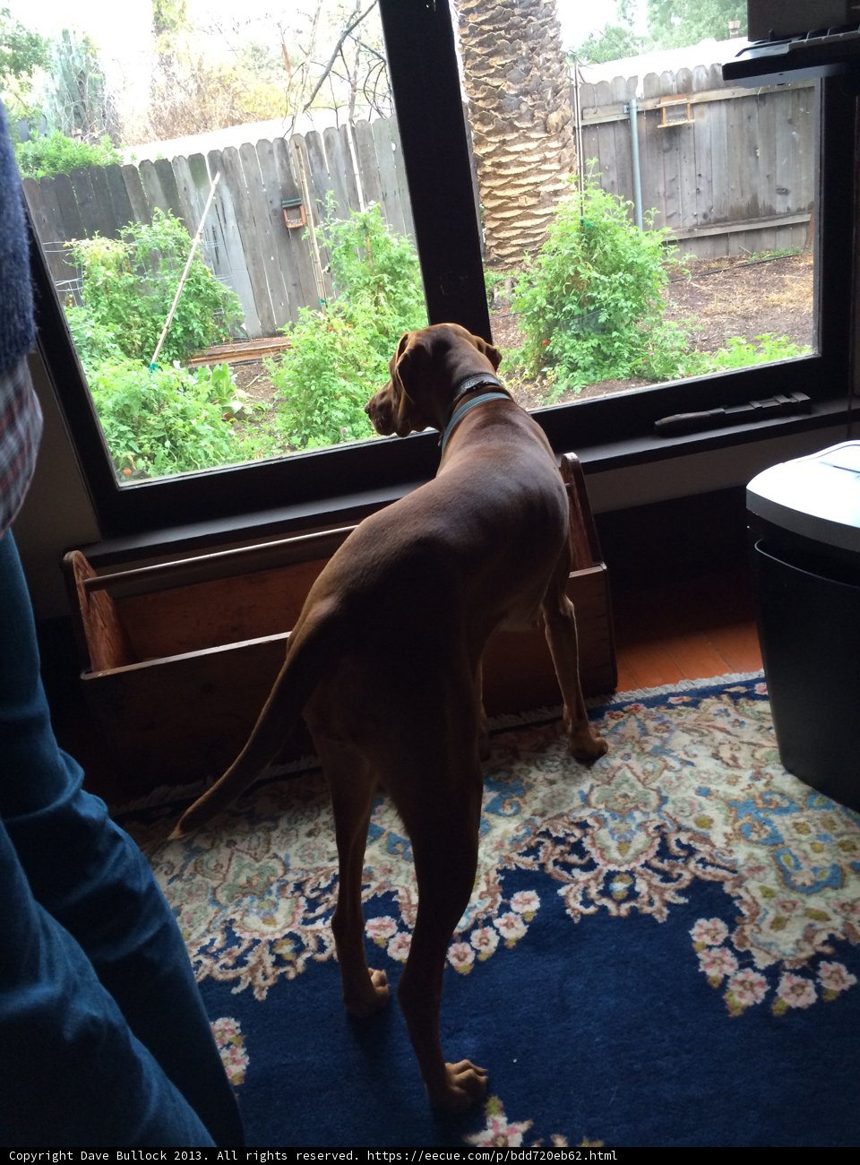 Window Watcher