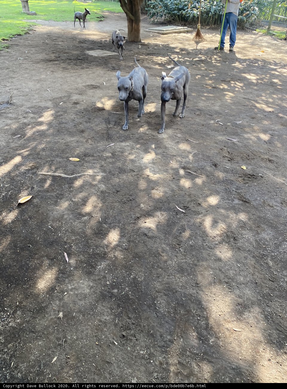 Two Canine Companions Take a Peaceful Walk in Xochimilco