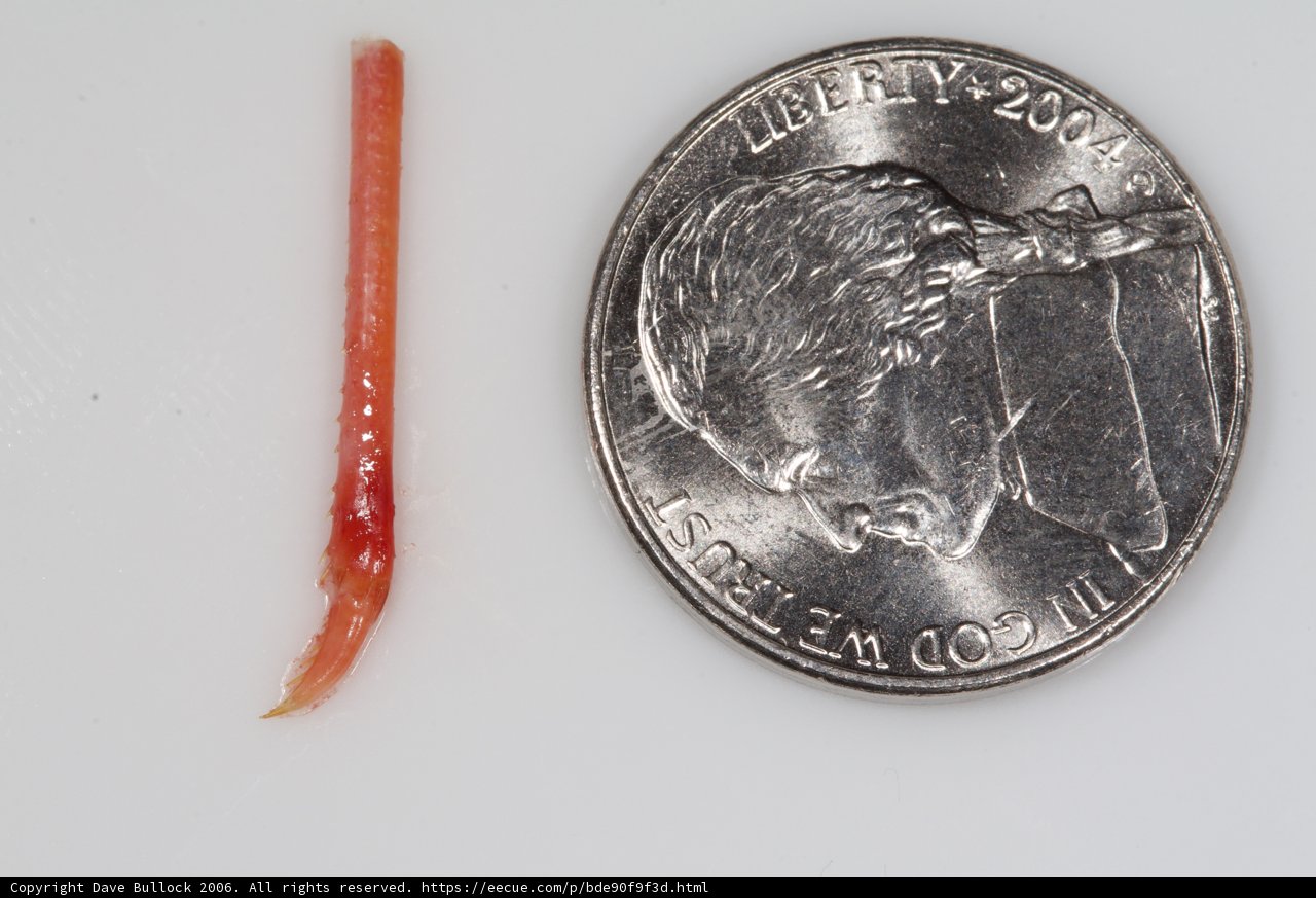 The Red Worm