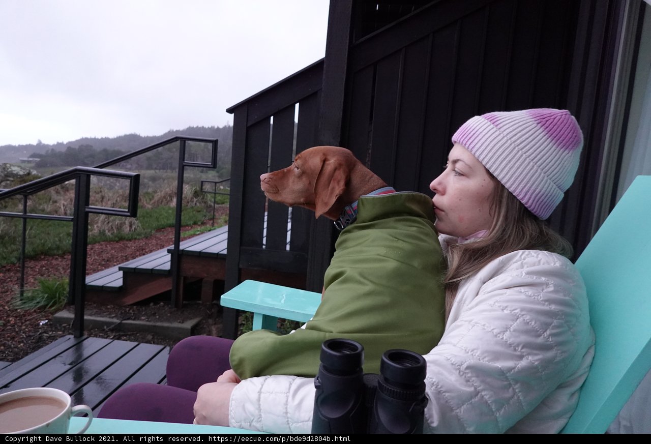 Cozy Afternoon with Furry Friend