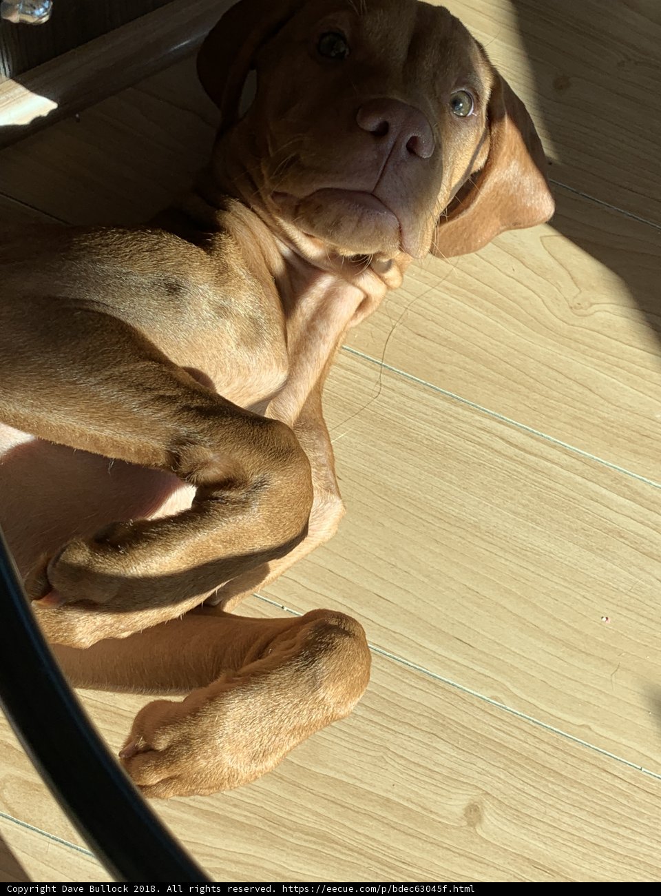 Wood-Floored Hound