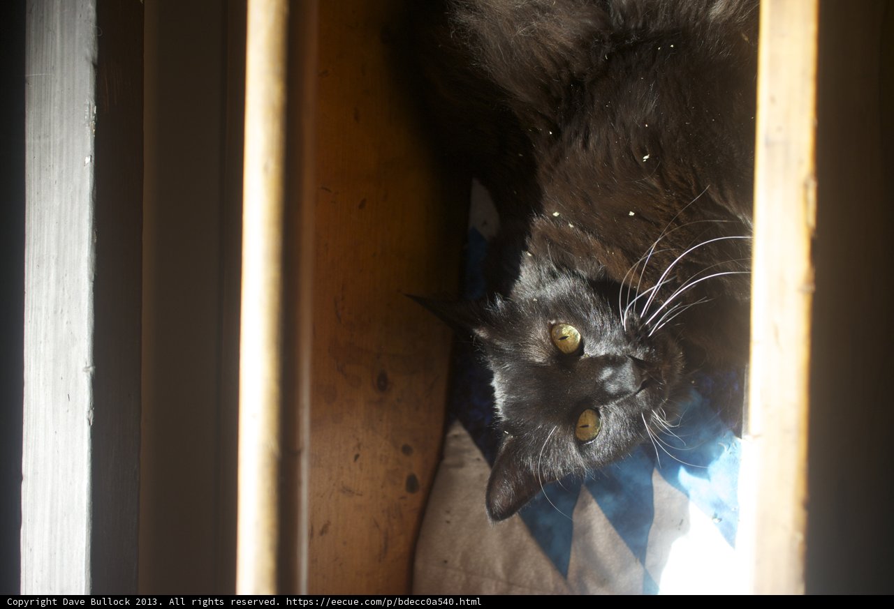Resting Feline on Wooden Bed