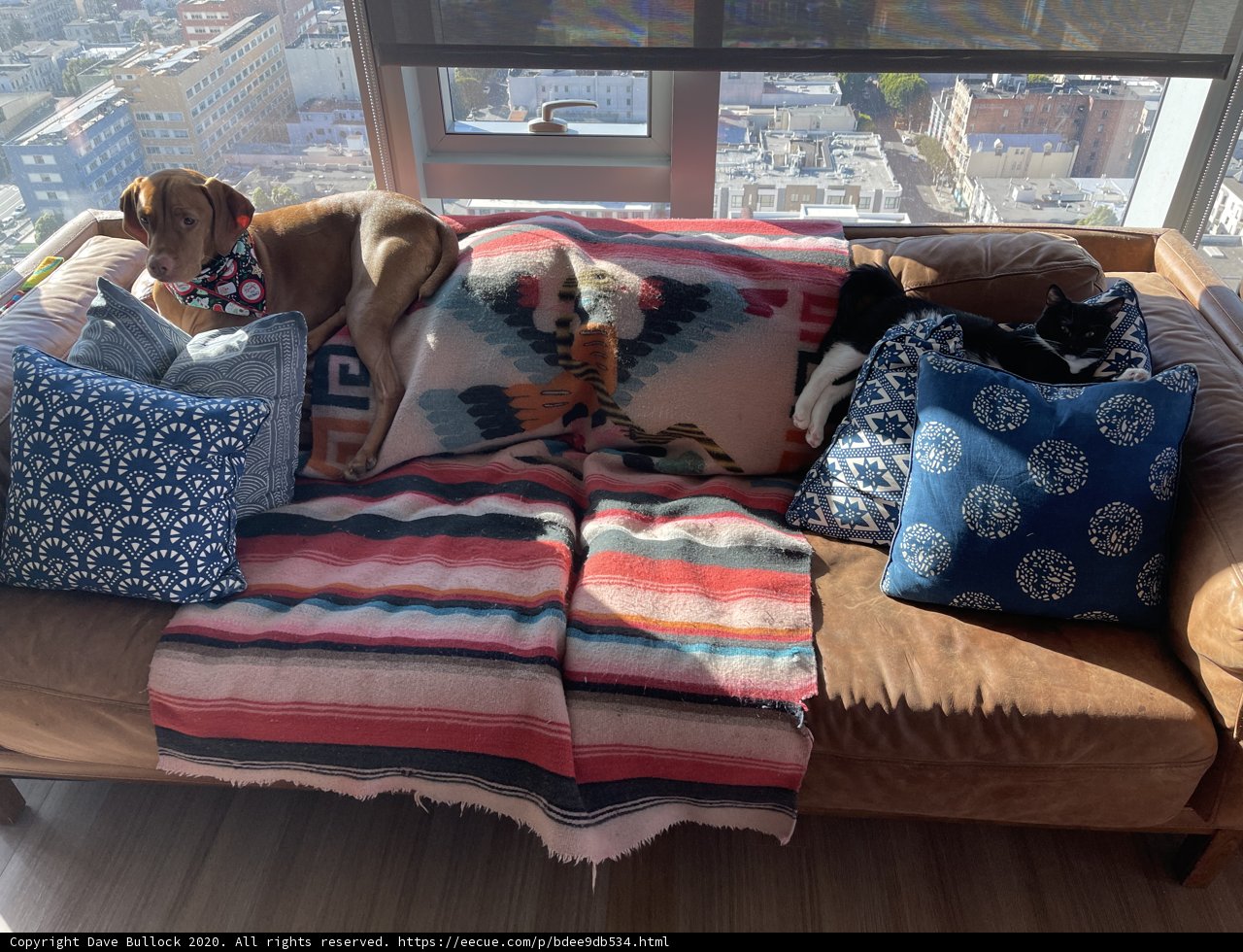 Cozy Companions