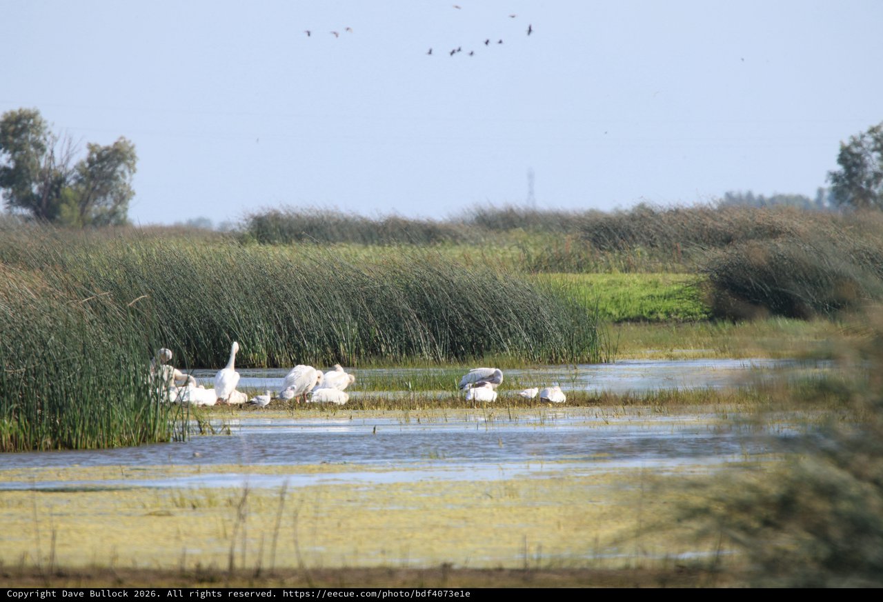 White Wading Birds Foraging in Wetland Marsh