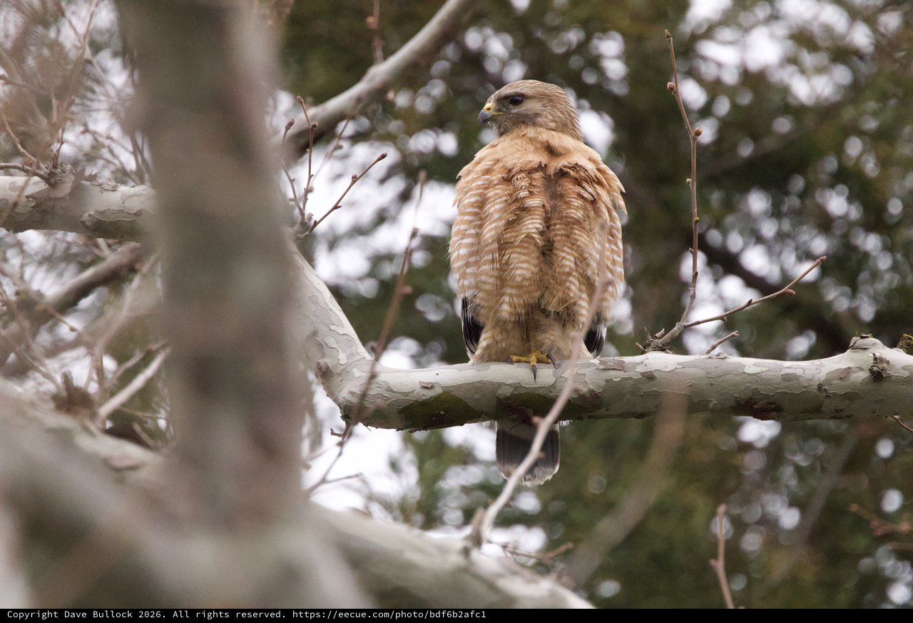 Red-Shouldered Hawk Perched in Bare Winter Branches