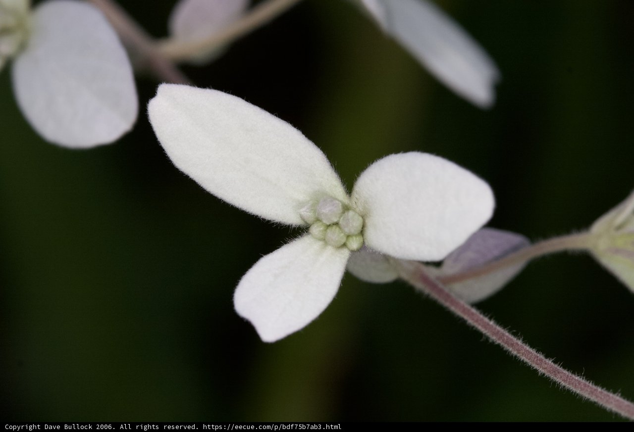 Delicate Geranium Flower
