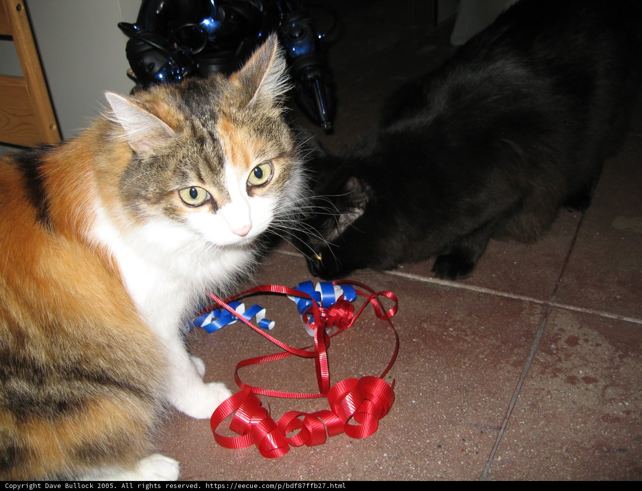 Curious Cat