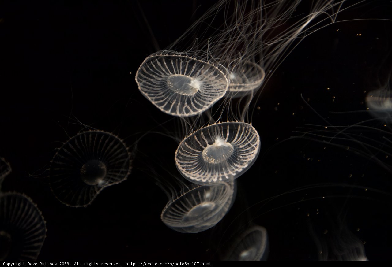 Sea Life in the Dark