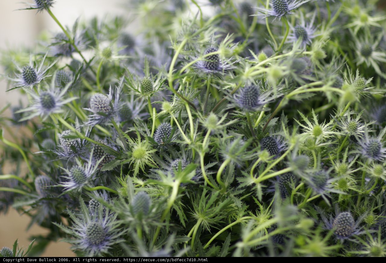 Blue Blooms of the Apiaceae