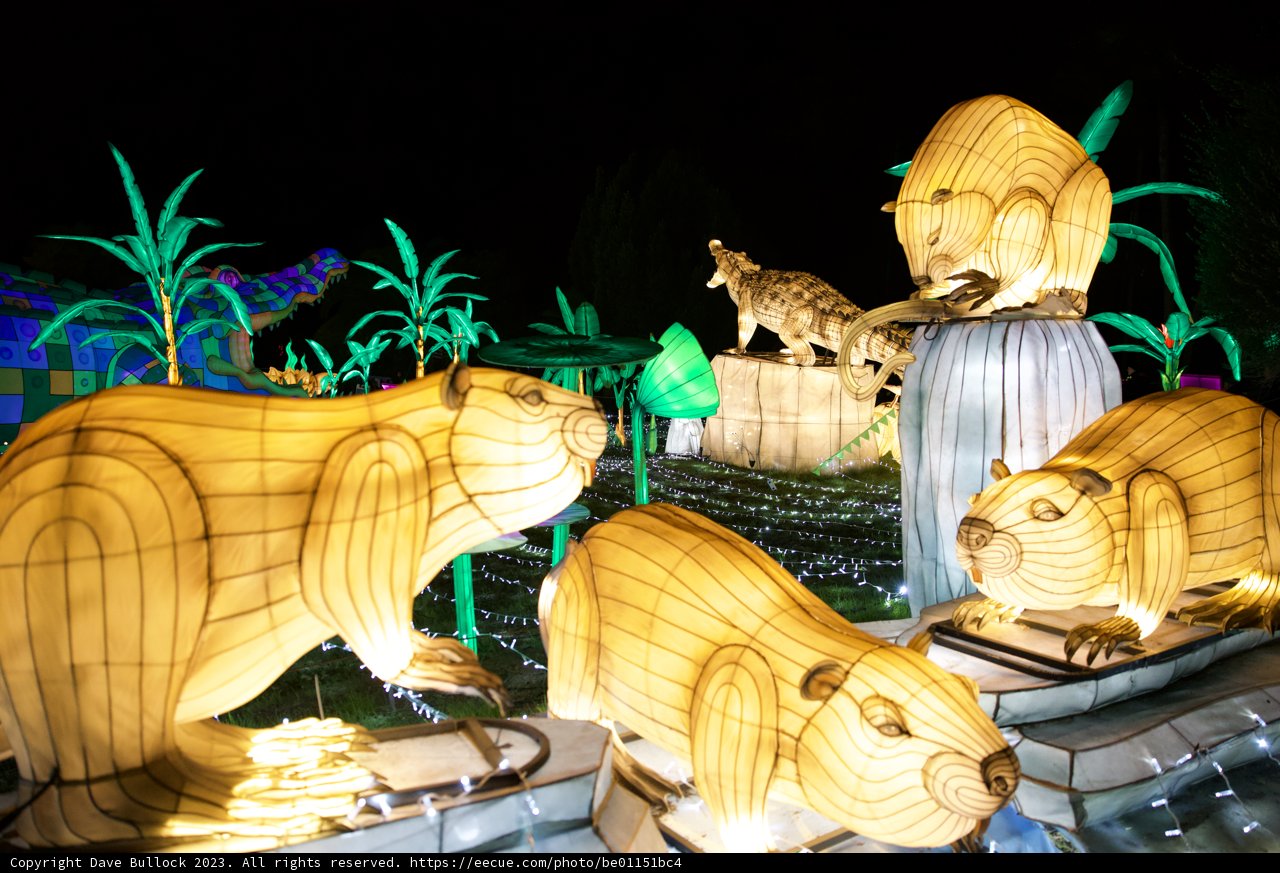 Illuminated Wildlife Spectacle at Glowfari, Oakland Zoo